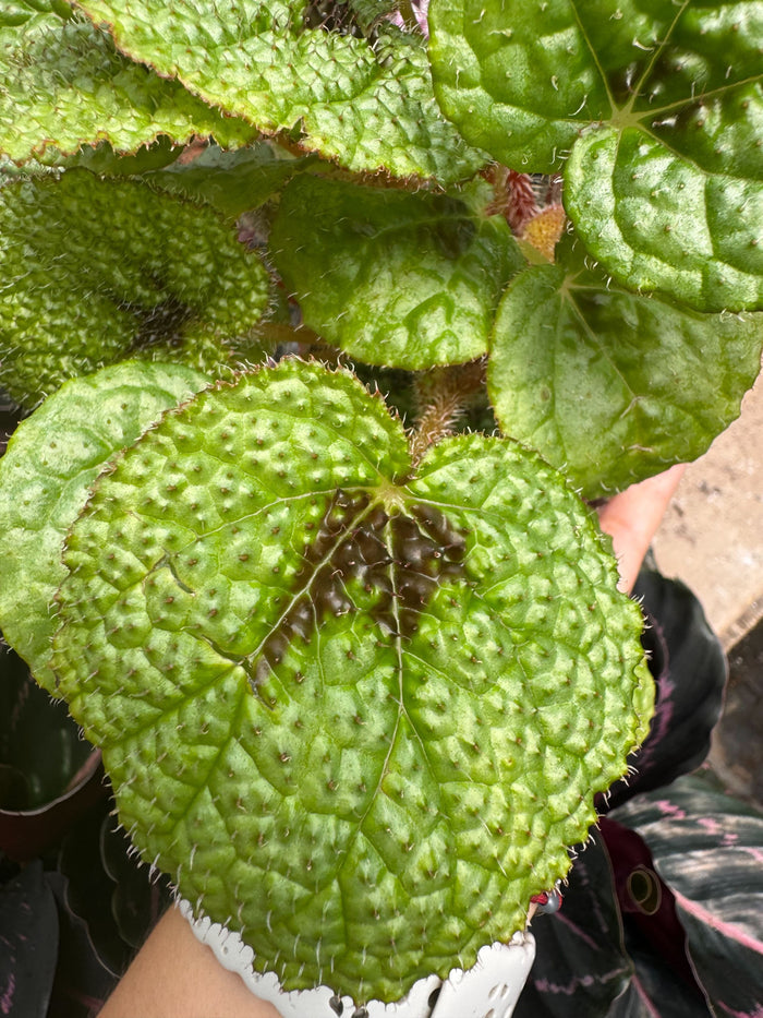 Begonia leaf close-up, lime-green crinkled surface with darker center veins