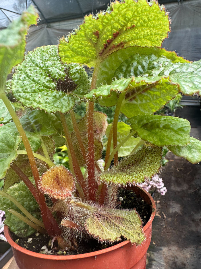 Begonia plant in terracotta pot, lime-green crinkled leaves and fuzzy reddish stems