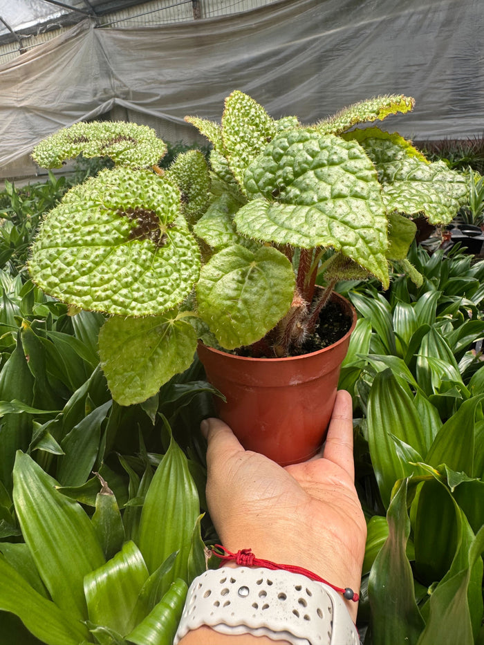 Begonia plant in red pot, lime-green crinkled leaves on long stems