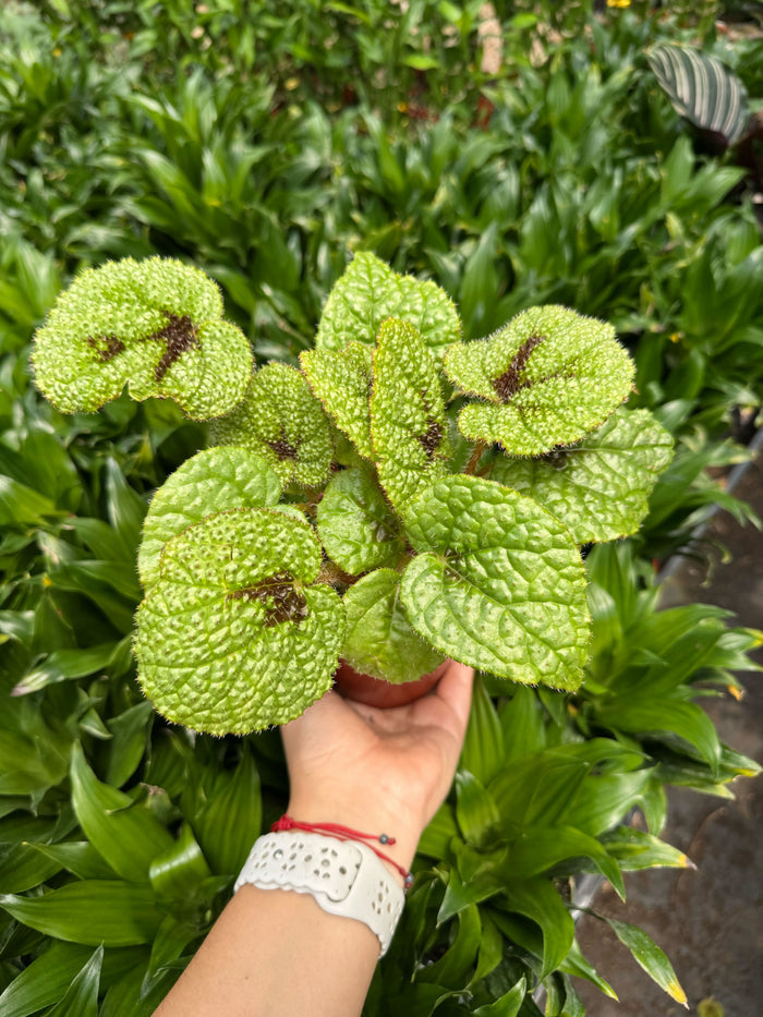 Begonia plant leaves, lime-green crinkled texture with dark vein pattern