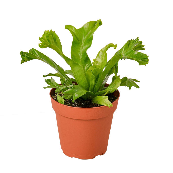 Fern plant in terracotta pot with upright green fronds