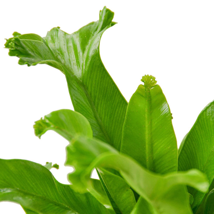 Green fern fronds close-up