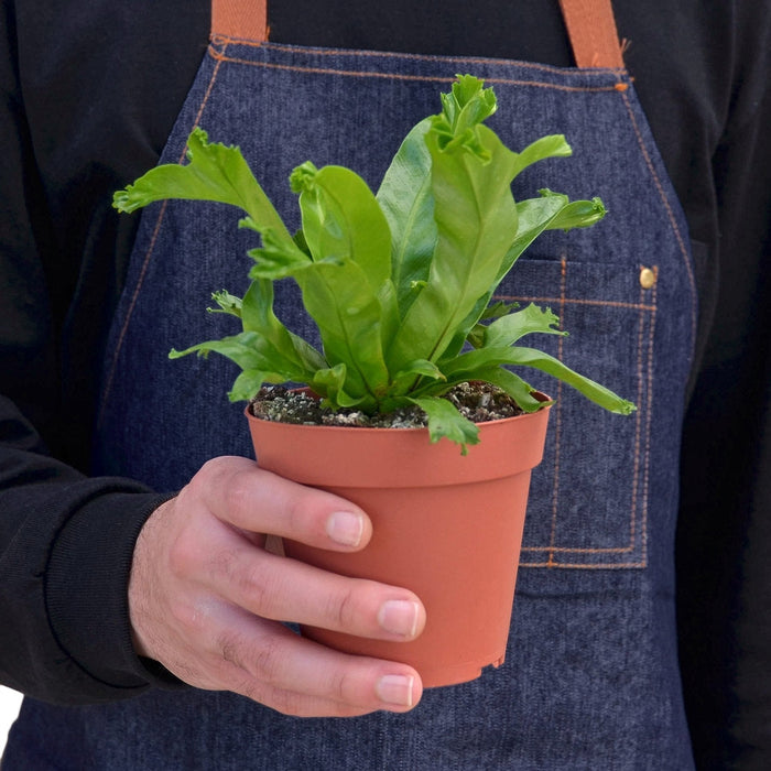 Fern in terracotta pot held by a hand