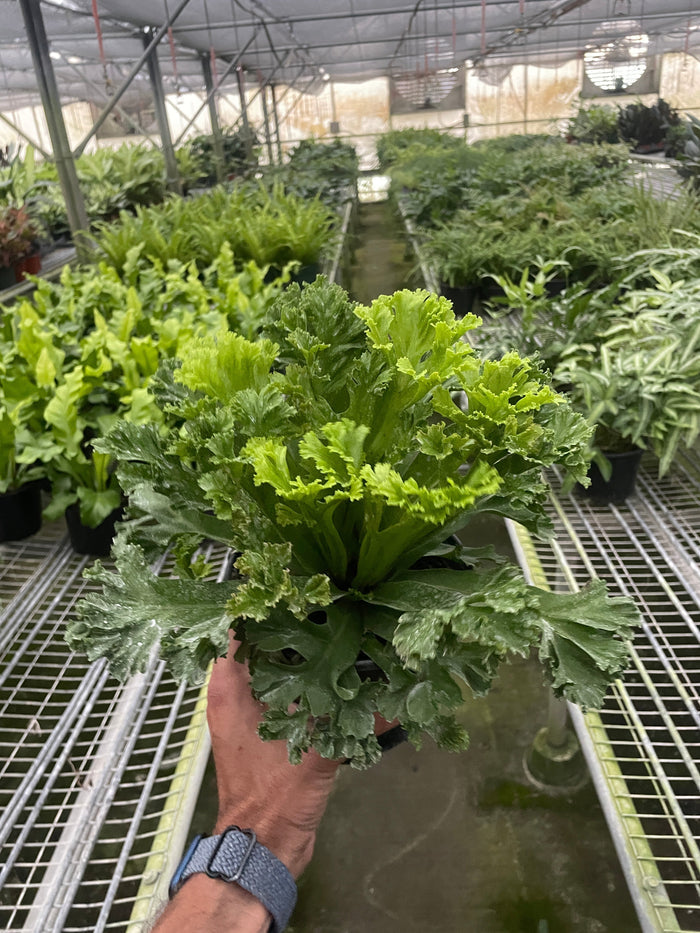 Fern in terracotta pot on a greenhouse bench