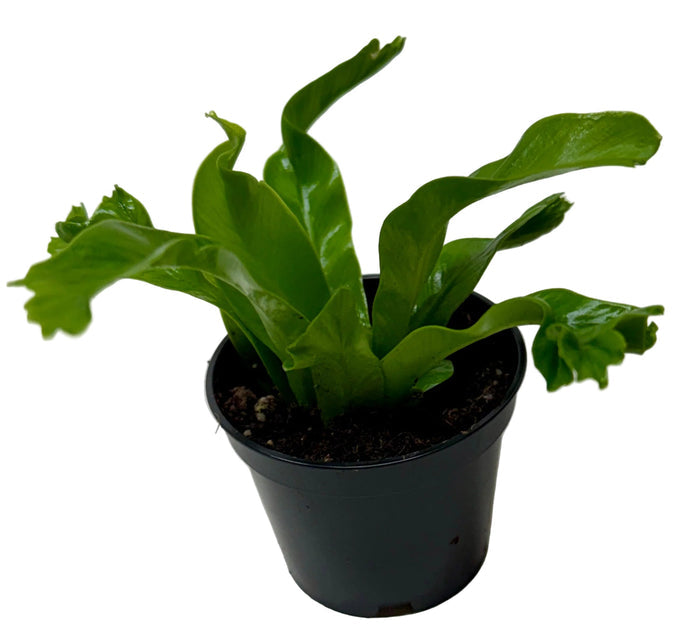 Fern plant in black plastic pot with green fronds