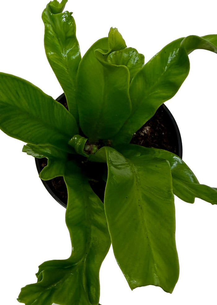 Green fern fronds in a black pot, close-up