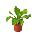 Bird's Nest fern in terracotta pot with broad glossy green fronds