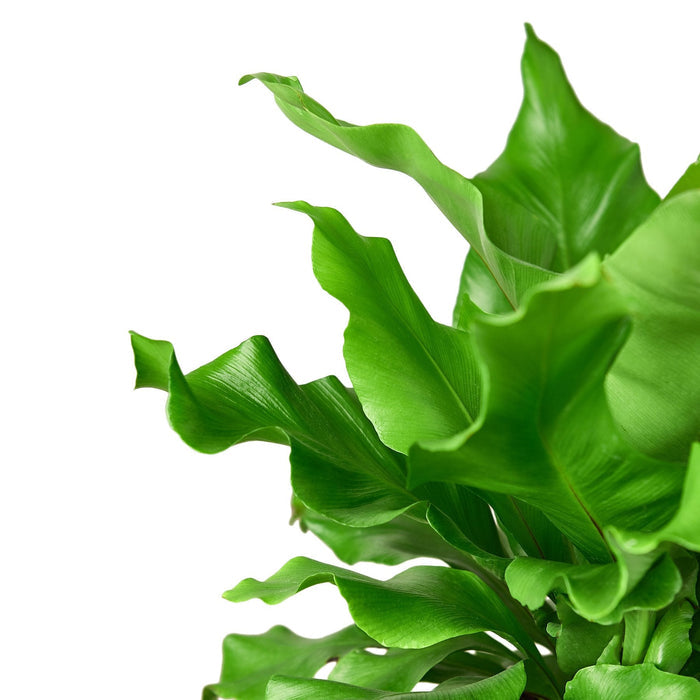 Bird's Nest fern close-up with layered green fronds emerging from soil