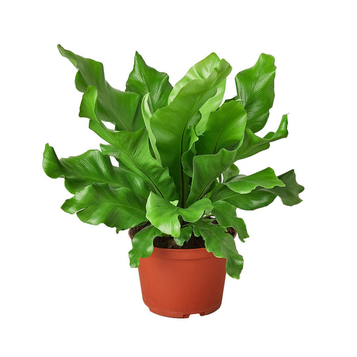 Bird's Nest fern potted plant with dense cluster of bright green leaves