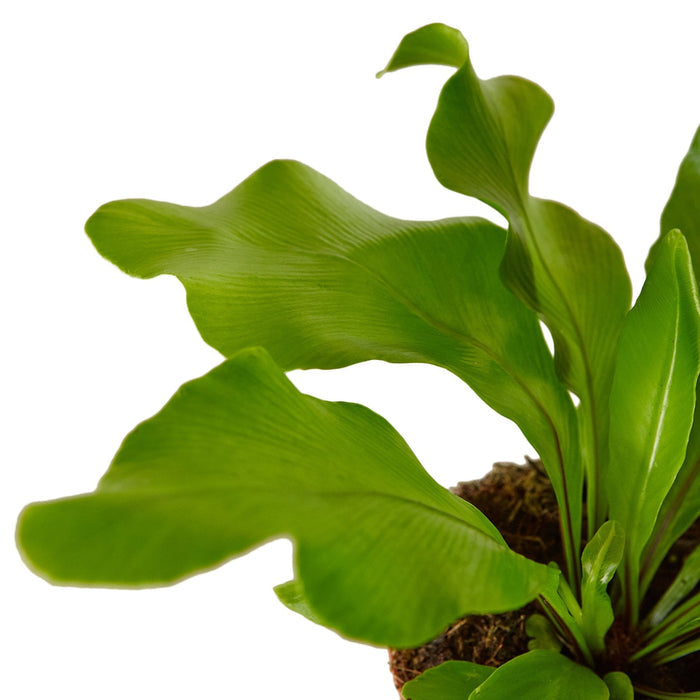 Bird's Nest fern fronds close-up with textured veins and green leaves