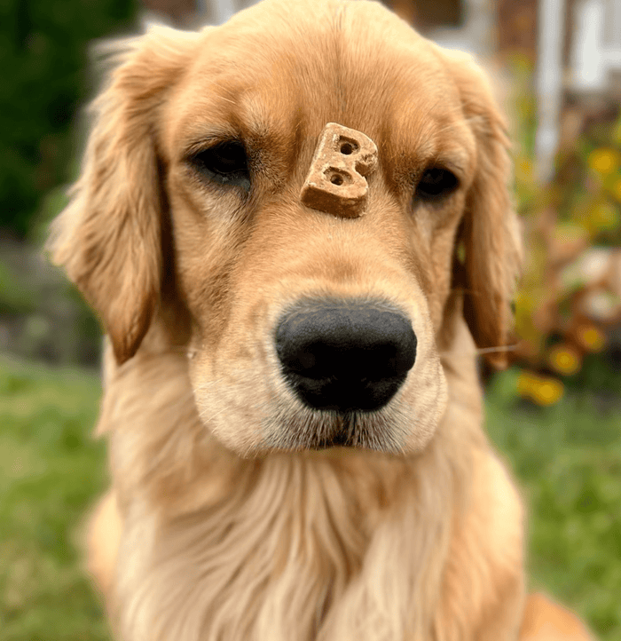 Bocce's Bakery Soft & Chewy Salmon Recipe Dog Treats - Glad Dogs Nation | ALL Profits Donated