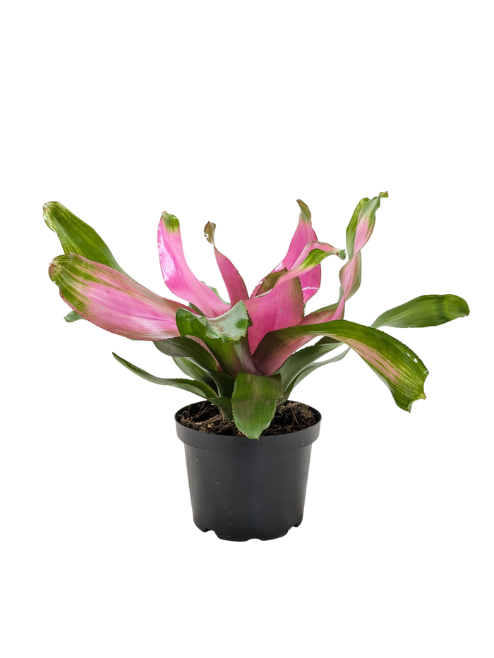 Pink flowering bromeliad plant in black pot with green leaves and pink bracts