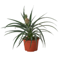 Bromeliad plant in orange pot, upright leaves with textured pineapple bloom