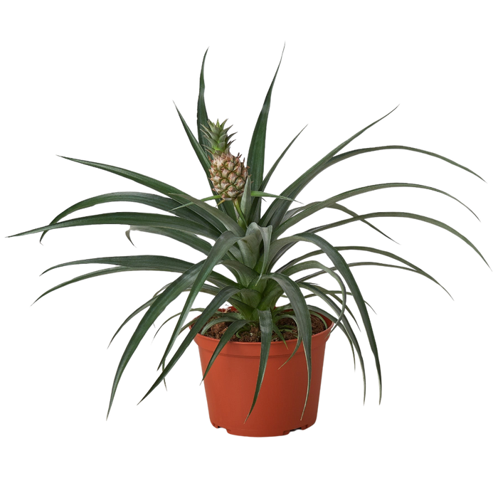 Bromeliad plant in orange pot, upright leaves with textured pineapple bloom