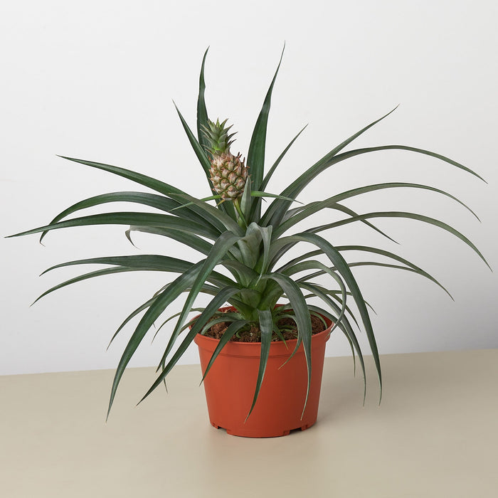 Bromeliad plant with spiky green leaves and pineapple-like bloom in orange pot