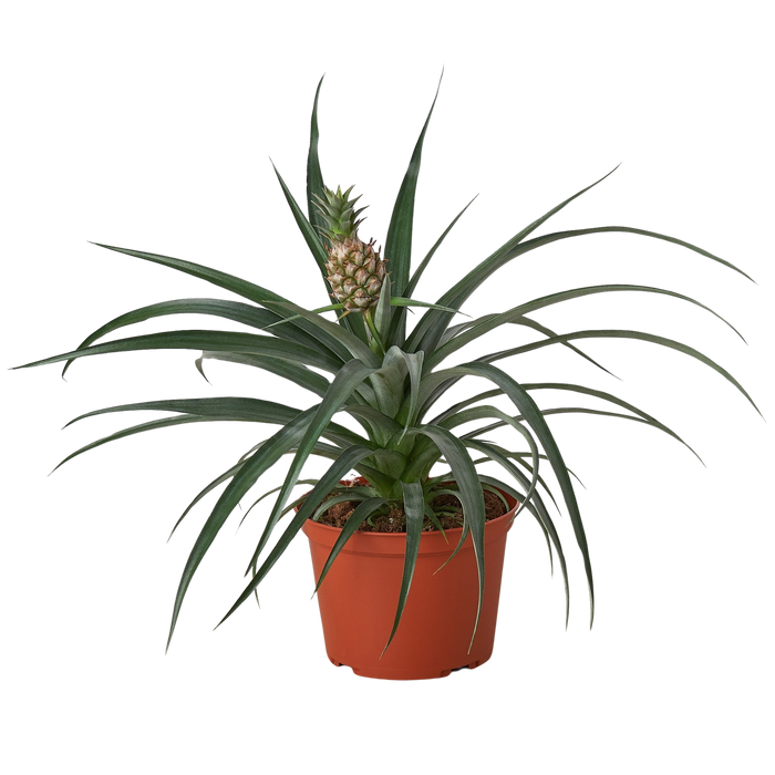 Bromeliad plant with central pineapple-like flower in orange pot, spiky leaves