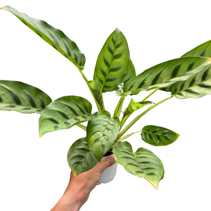 Calathea Leopardina plant in white pot, striped green leaves held by hand