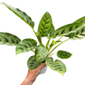 Calathea Leopardina plant in white pot, striped green leaves held by hand