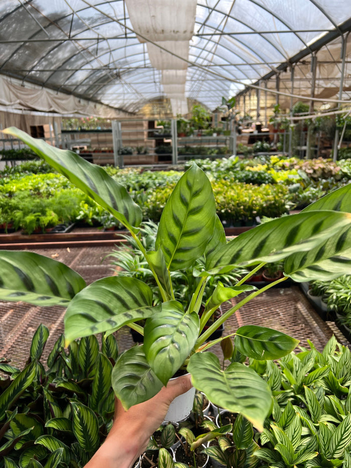 Potted calathea with upright striped green leaves, held by hand