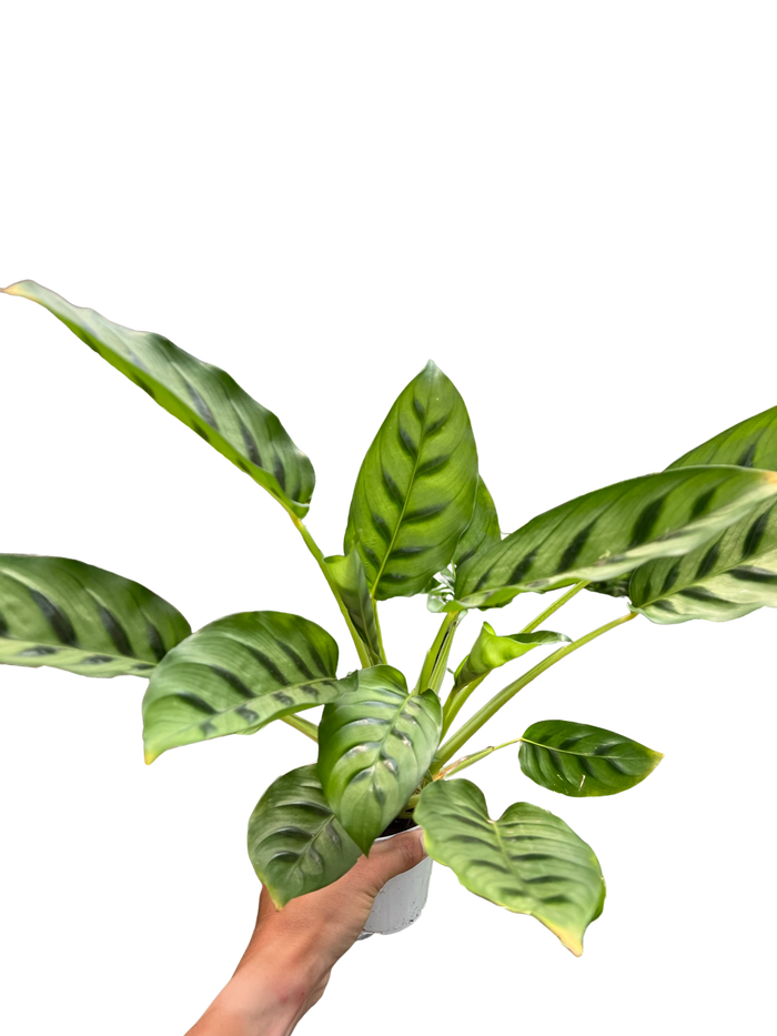Calathea plant in white pot with broad striped green leaves, hand holding
