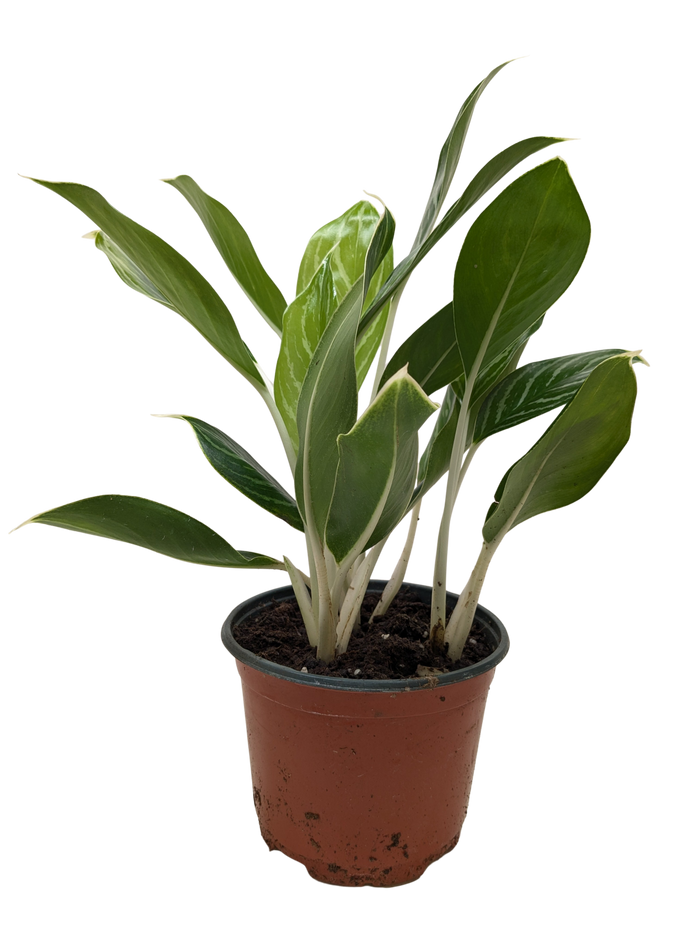 Chinese evergreen plant in terracotta pot with green and silver variegated leaves