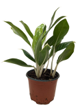 Chinese evergreen plant in terracotta pot with green and silver variegated leaves
