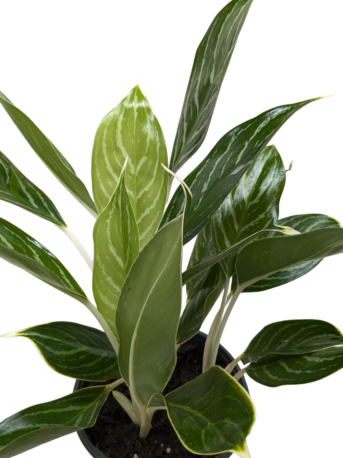 Chinese evergreen leaf cluster in pot with pointed green and silver variegated foliage