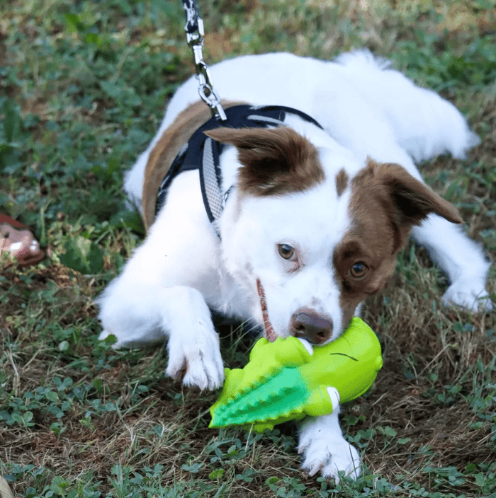Coastal Pet Rascal Grunting Big Head Alligator Dog Toy: 7" - Glad Dogs Nation | ALL Profits Donated