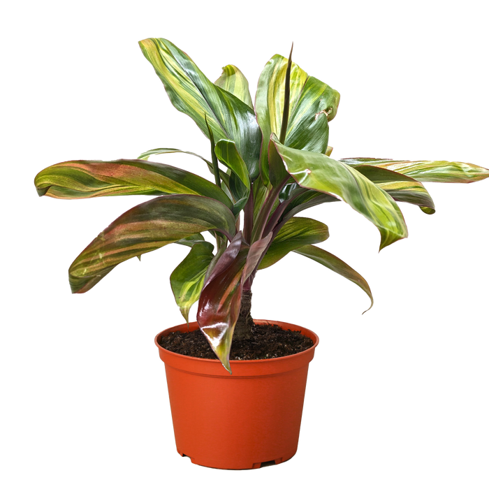 Cordyline plant in orange terracotta pot, variegated green and gold leaves