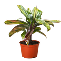 Cordyline plant in orange terracotta pot, variegated green and gold leaves