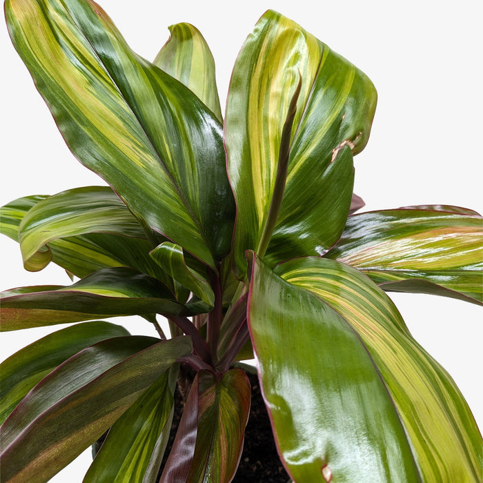 Cordyline plant close-up with variegated green, gold, and reddish leaves