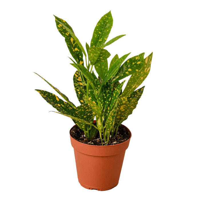 Croton plant in terracotta pot, green leaves with yellow speckles and red stems