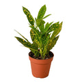 Croton plant in terracotta pot, green leaves with yellow speckles and red stems