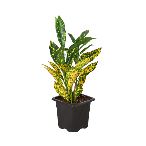 Croton plant in dark plastic pot, variegated green leaves with bright yellow spots