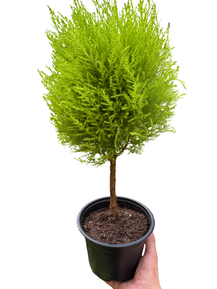 Potted topiary plant with chartreuse green foliage, held in a black pot