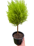 Potted topiary plant with chartreuse green foliage, held in a black pot