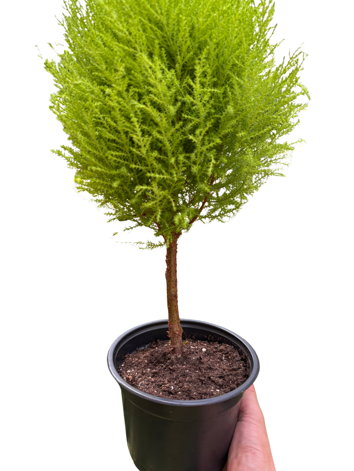 Potted topiary plant with bright lime-green needles, brown trunk in black pot