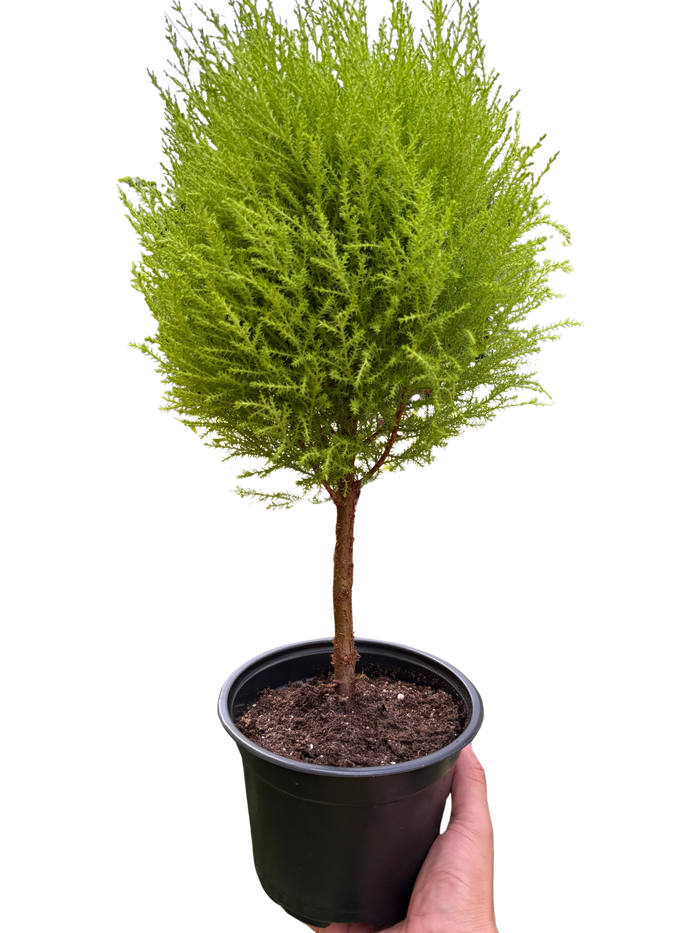 Potted topiary plant with vivid chartreuse foliage, brown stem in black pot