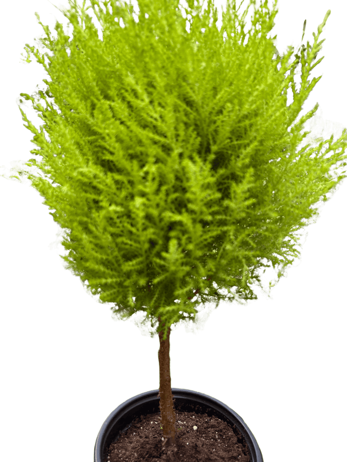 Potted topiary plant close-up with bright lime-green foliage and brown trunk