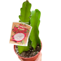 Dragon fruit cactus in terracotta pot with green segmented stems and small thorns
