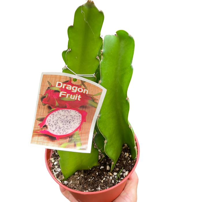 Dragon fruit cactus in terracotta pot with green segmented stems and small thorns