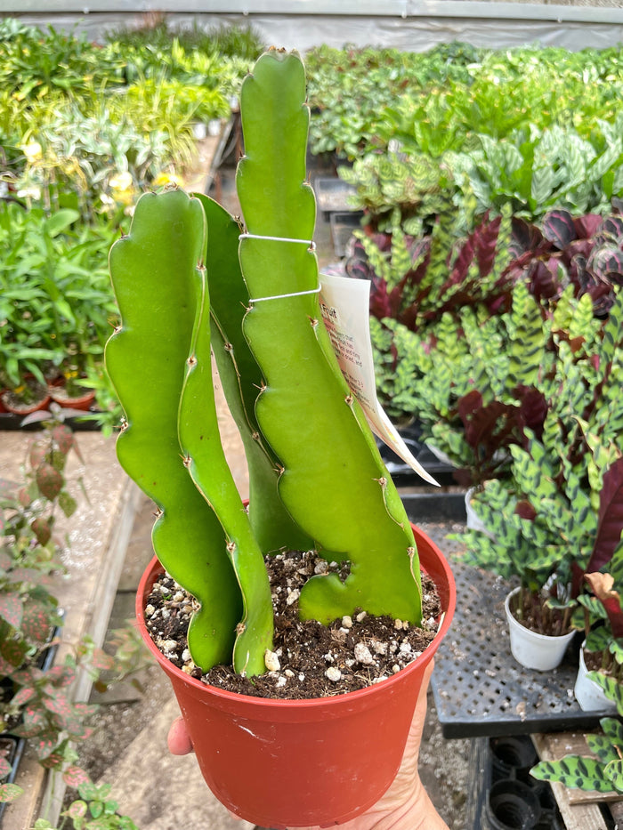 Dragon fruit cactus in red pot with green segmented stems and attached plant label
