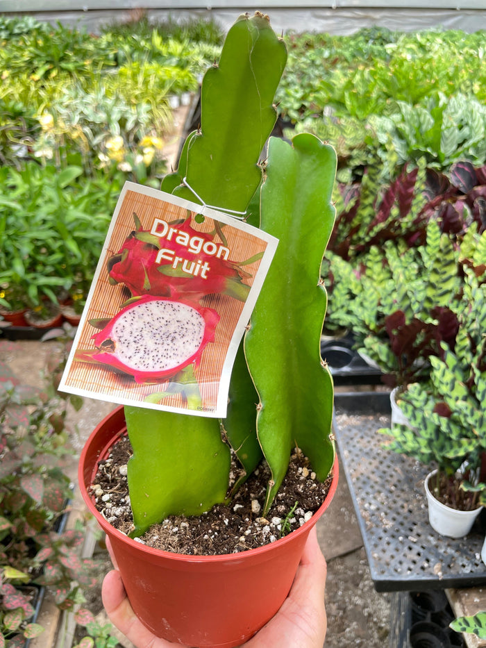 Dragon fruit cactus in red pot, plant label attached to tall green segmented stems