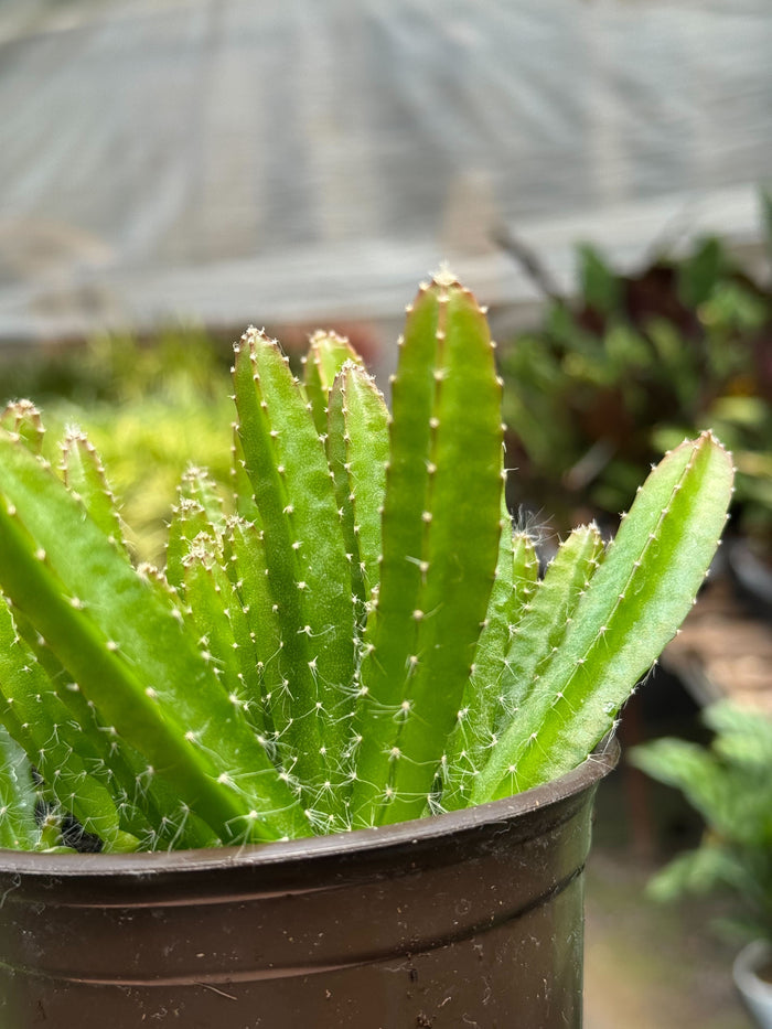 Dragon fruit cactus close-up in dark pot with green spiny ridges
