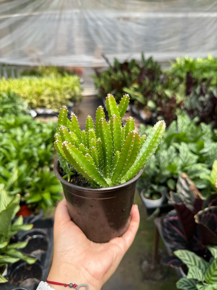Dragon fruit cactus in dark pot with bright green spiky crown