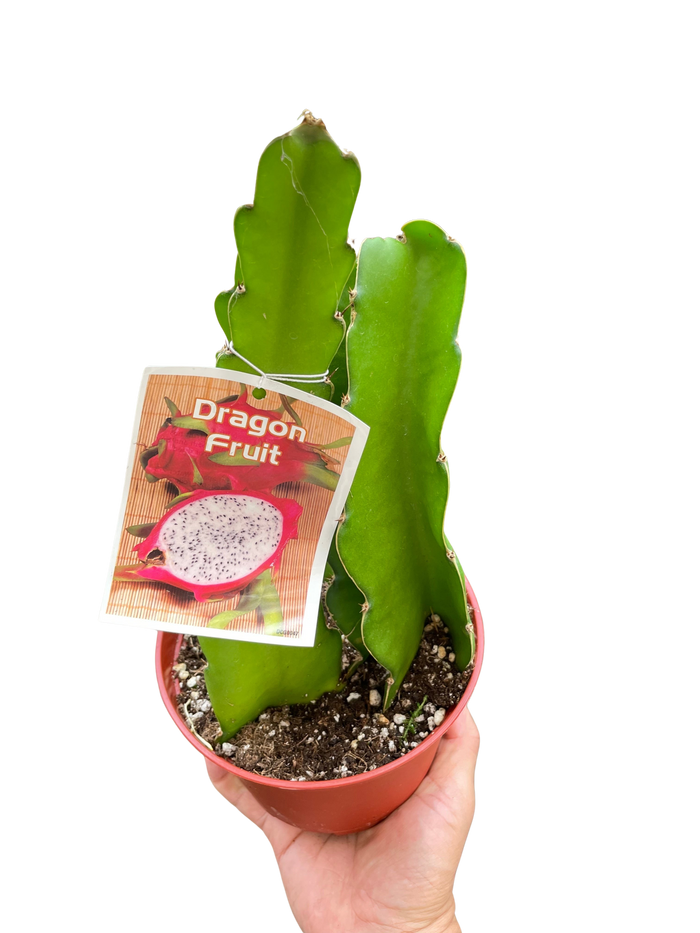 Dragon fruit cactus in terracotta pot with green segmented stems and Dragon Fruit label