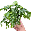 Green fern plant with ruffled fronds, held in a hand