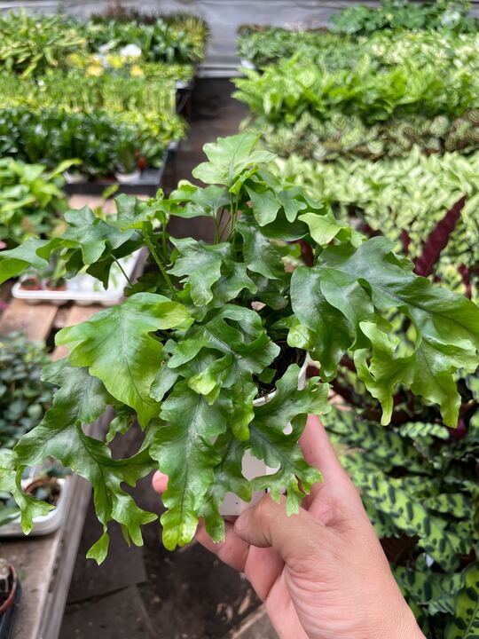 Green fern plant with dense fronds, held in a hand