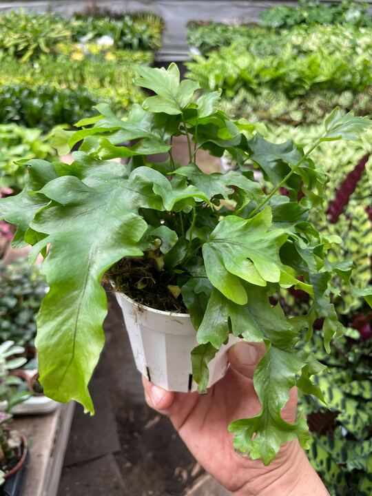 Green fern plant in small pot, broad fronds held in a hand