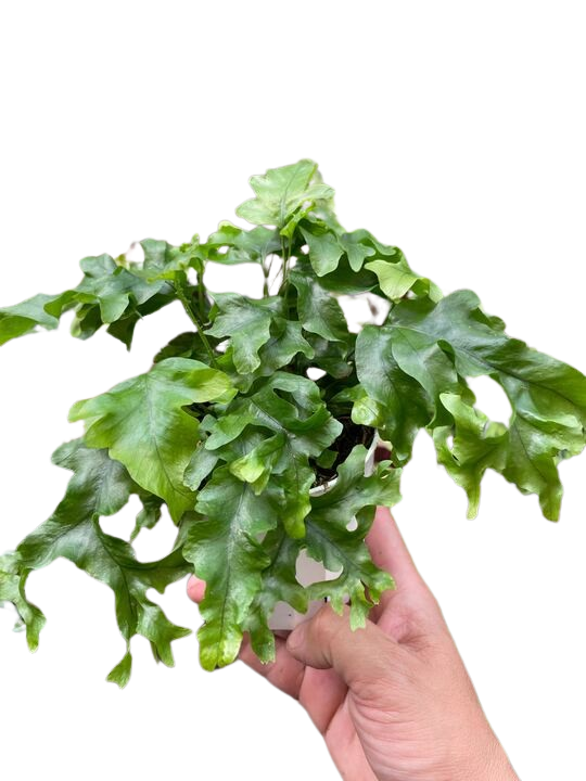 Hand-held green fern plant with bright ruffled fronds